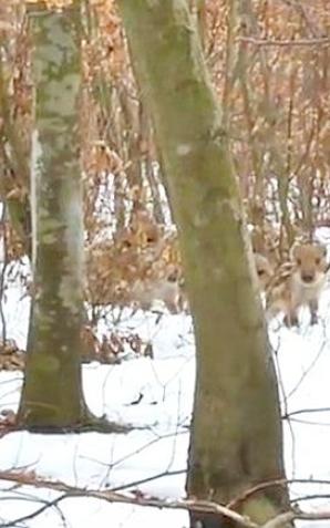 [VIDEO] Spacer z dzikami