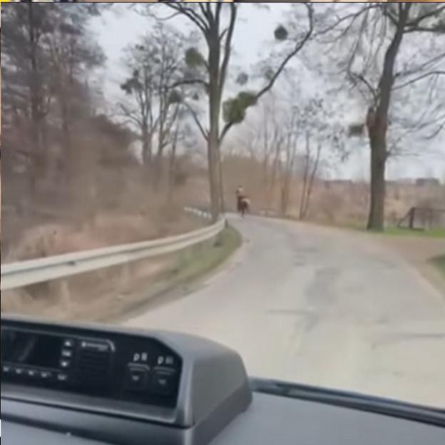 [VIDEO] Pijany 'dżokej' na koniu: Interwencja policji w Międzychodzie